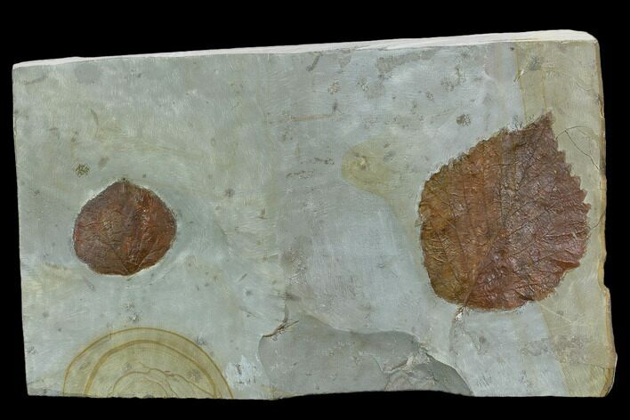 Two Fossil Leaves ( Zizyphoides And Davidia) - Montana #120875